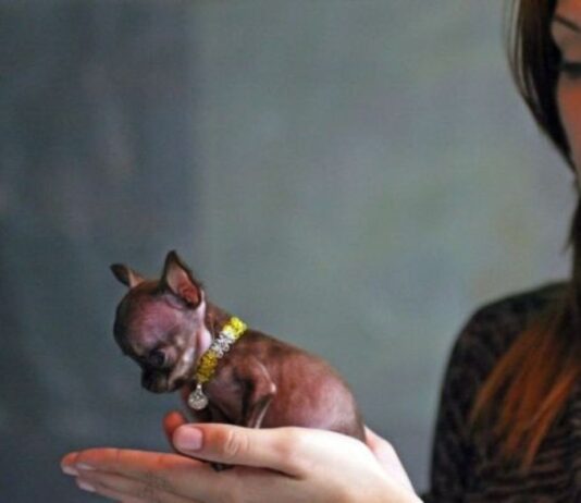 Chihuahua