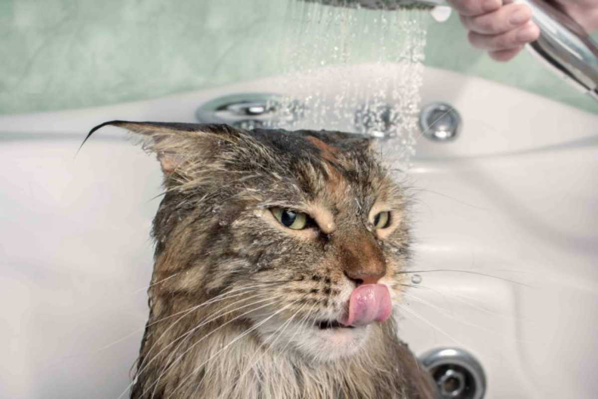 Acqua vs gatti: una lotta continua | Vi spieghiamo il perchè