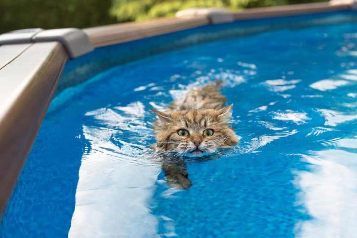 Gatto che ama l'acqua