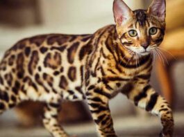 Il gatto Bengala