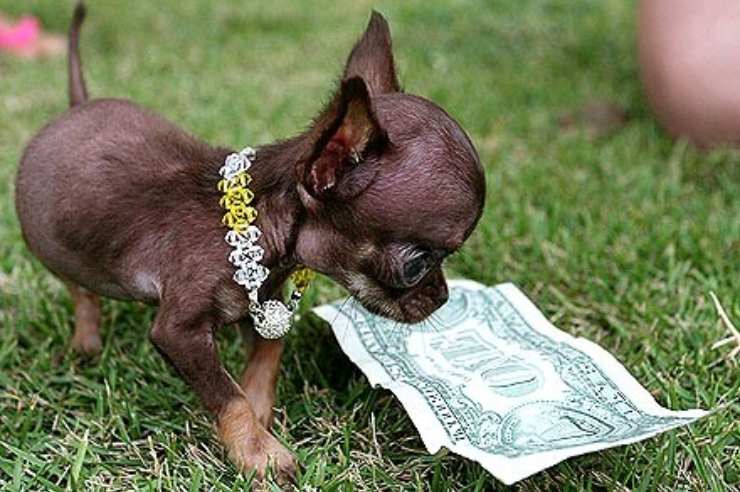 Chihuahua: il cane più piccolo al mondo