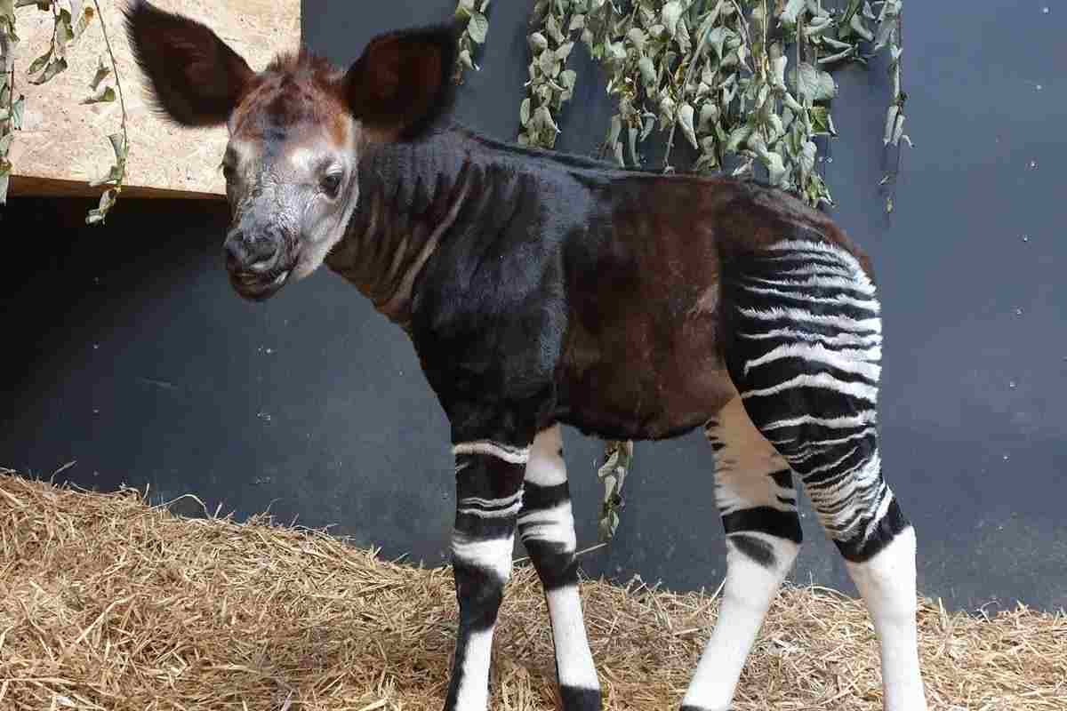 L'Okapi tra i dieci animali che non conosci