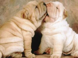 cuccioli Shar-Pei