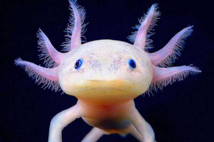 Axolotl eterna giovinezza