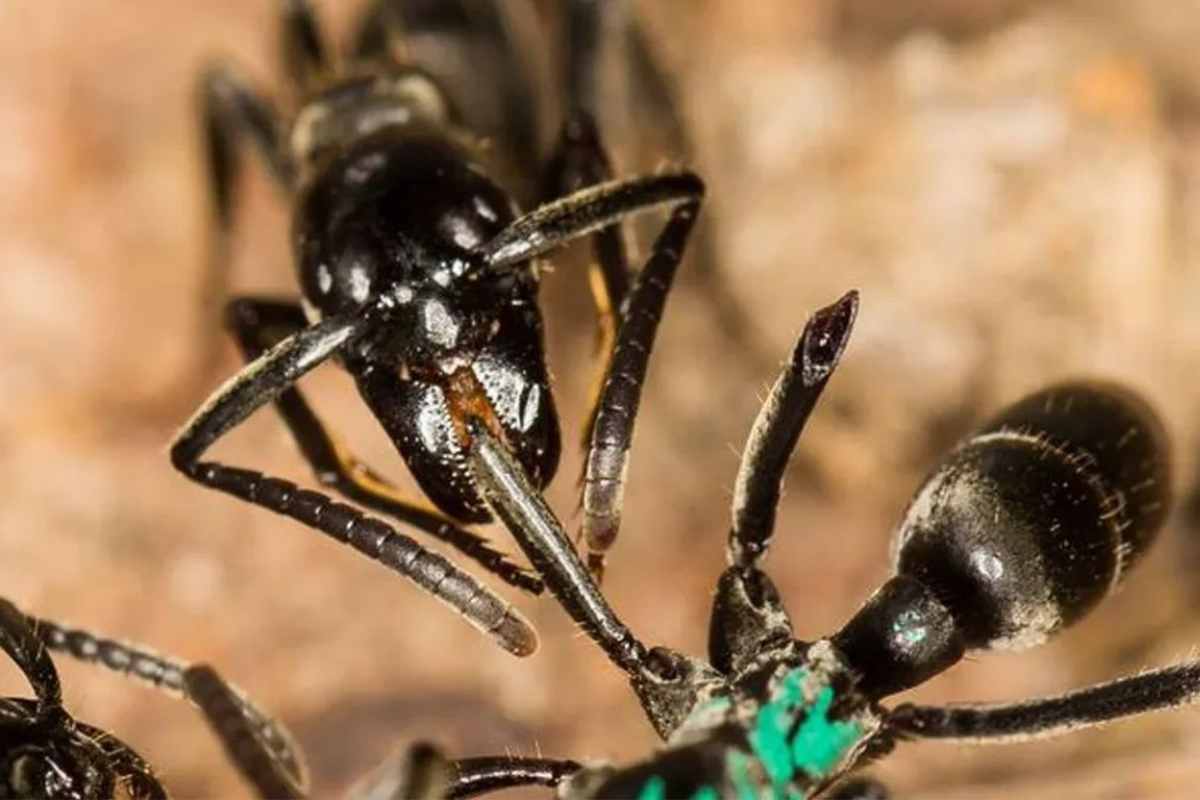 scoperta una nuova formica