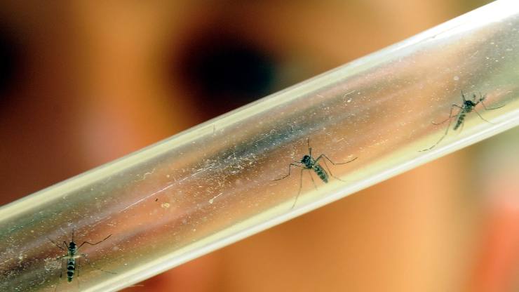 Allerta del Ministero della Salute per la zanzara Dengue | Cosa sappiamo in merito