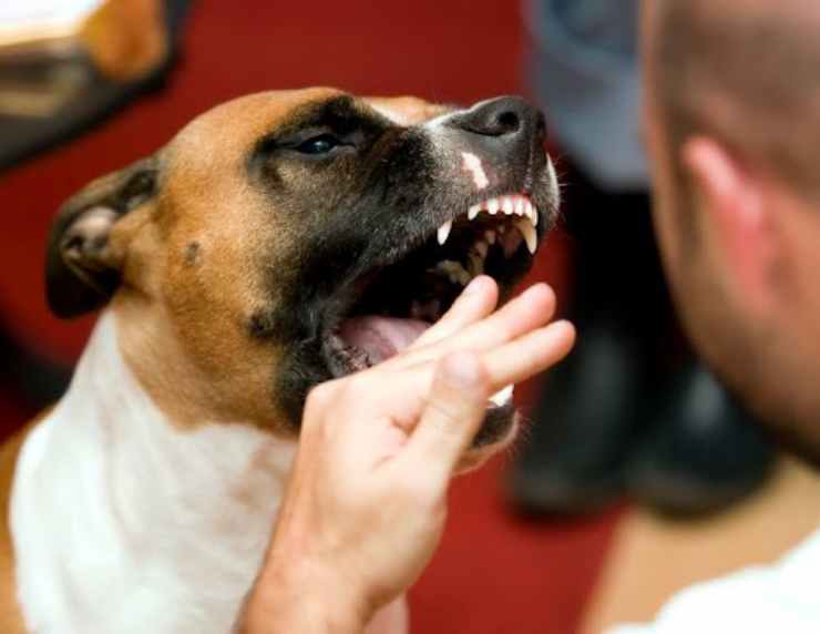 Pericolo cani aggressivi: come comportarsi | Tre sono i gesti immediati da fare