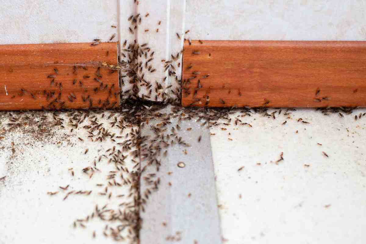 formiche invadono casa